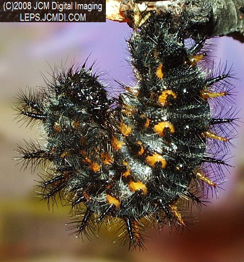 Chalcedon Checkerspot (Euphydryas chalcedona) larvae (pre-pupa) preparing to pupate